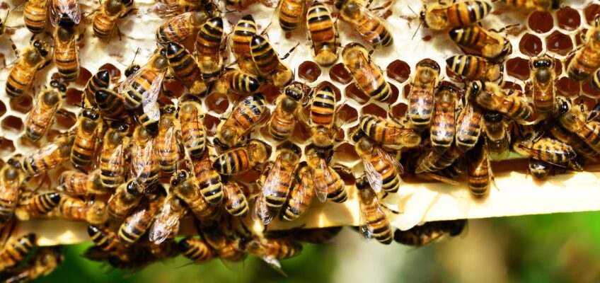 Czym jest pyłek pszczeli?